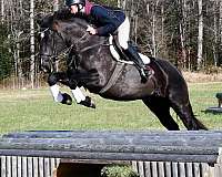 cross-percheron-horse