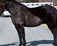 dappled-percheron-horse