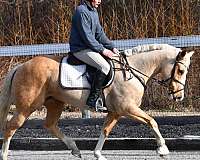 starte-horse