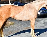 blaze-four-stockings-horse