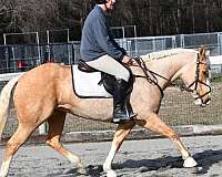 palomino-blaze-four-stockings-horse