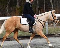 palomino-all-around-horse
