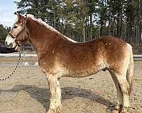 sorrel-gelding-for-sale