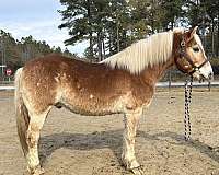 sorrel-haflinger-gelding