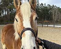 14-hand-haflinger-gelding