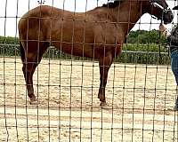 quarter-horse-mare