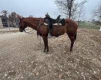 quarter-horse