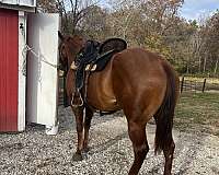quarter-horse-for-sale