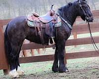 team-penning-gypsy-vanner-pony