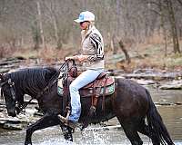 western-r-gypsy-vanner-pony
