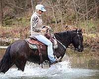 black-western-r-pony