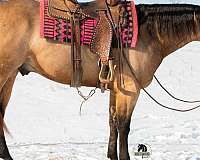 athletic-quarter-horse