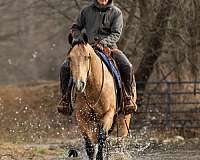 husband-safe-quarter-horse