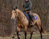 ranch-quarter-horse