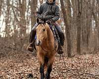 ranch-versatility-quarter-horse
