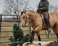 grulla-quarter-horse-gelding