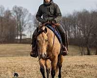trail-quarter-horse