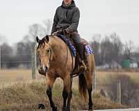 trail-riding-quarter-horse