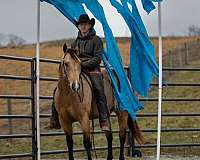 grulla-all-around-horse