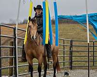 grulla-athletic-horse