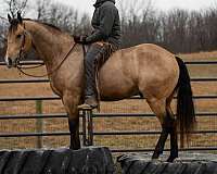 grulla-husband-safe-horse