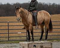 grulla-ranch-horse