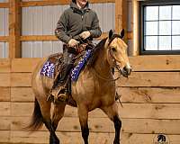 grulla-ranch-versatility-horse