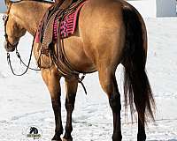 all-quarter-horse