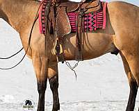 grulla-trail-horse