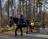 black-percheron-gelding