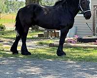 black-gelding-for-sale