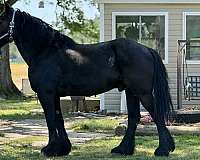 16-hand-percheron-gelding