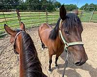 all-around-mustang-horse