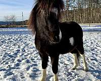 cute-pony-shetland
