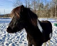 american-pony-shetland