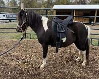 american-pony-gelding
