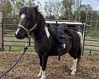 shetland-pony-thoroughbred