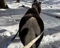 cute-pony-thoroughbred