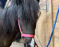 american-pony-thoroughbred