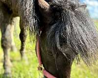 shetland-pony-gelding-mare