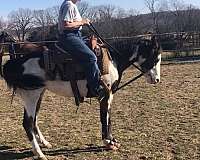 bay-overo-ptha-filly
