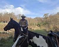 bay-overo-ptha-horse