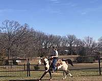 tri-color-horse