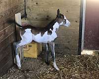 all-around-pinto-horse