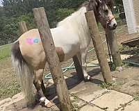 buckskin-pinto-miniature-for-sale