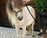 buckskin-pinto-miniature-horse