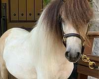 buckskin-pinto-miniature