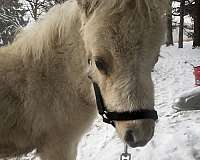 halter-working-palomino-pinto-horse