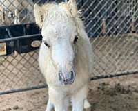 palomino-pinto-halter-working-horse