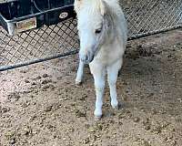 palomino-pinto-yearling-for-sale